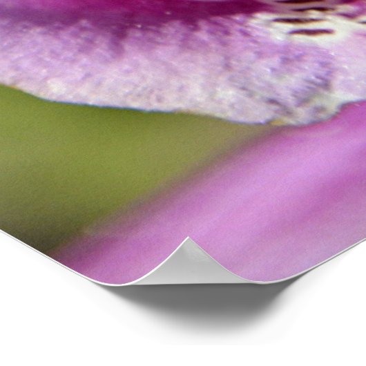 Paarse vossenhandschoen poster (Hoek)