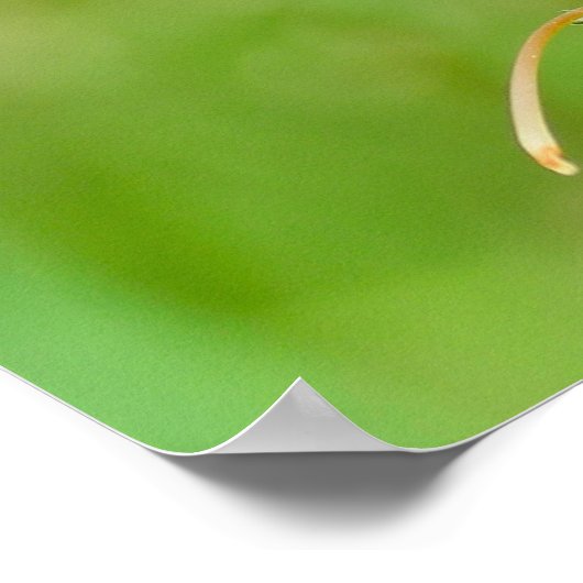 Paarse vossenhandschoen poster (Hoek)