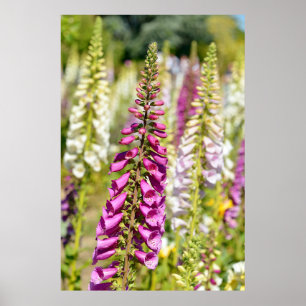 Paarse vossenhandschoen poster