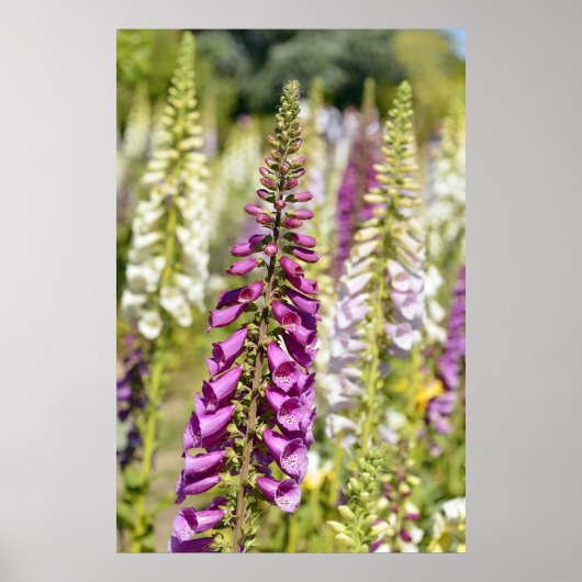 Paarse vossenhandschoen poster (Voorkant)