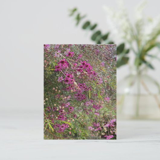 Paarse wasbloemen briefkaart (Staand voorkant)