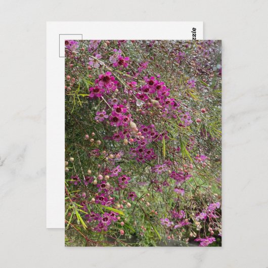 Paarse wasbloemen briefkaart (Voorkant / Achterkant)