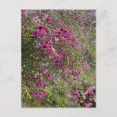 Paarse wasbloemen briefkaart (Voorkant)