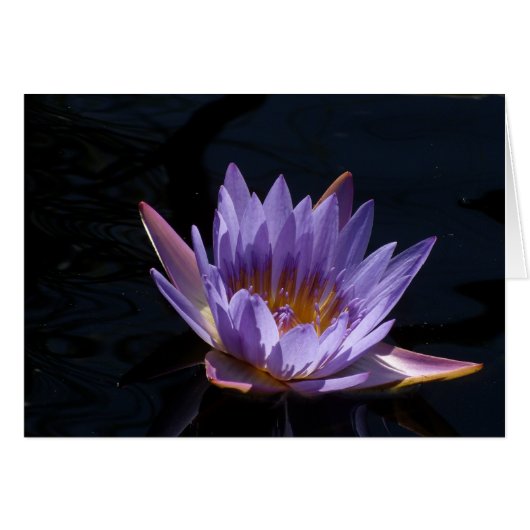 Paarse Water Lily (Voorkant Horizontaal)