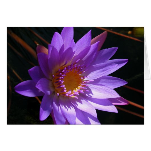 Paarse Water Lily (Voorkant Horizontaal)