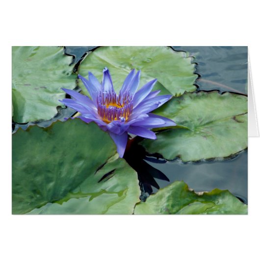 Paarse Water Lily (Voorkant Horizontaal)