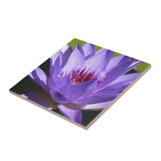 Paarse Water Lily Tegeltje (Zijkant)
