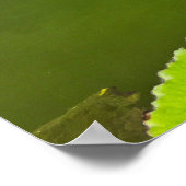 Paarse waterlelies op Green Pond Poster (Hoek)