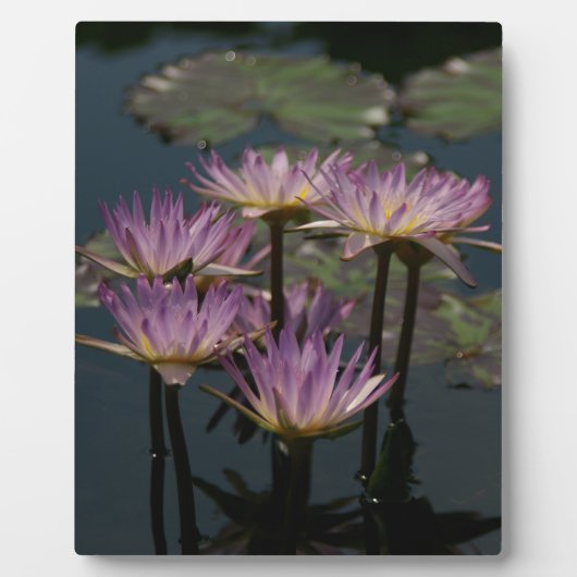 Paarse waterlilies Lotus Fotoplaat (Voorkant)