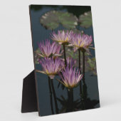 Paarse waterlilies Lotus Fotoplaat (Zijkant)