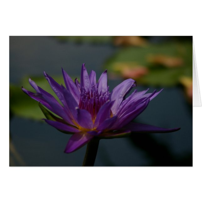 Paarse waterlily (Voorkant Horizontaal)