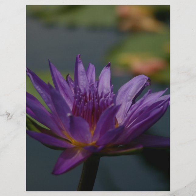 Paarse waterlily (Voorkant)