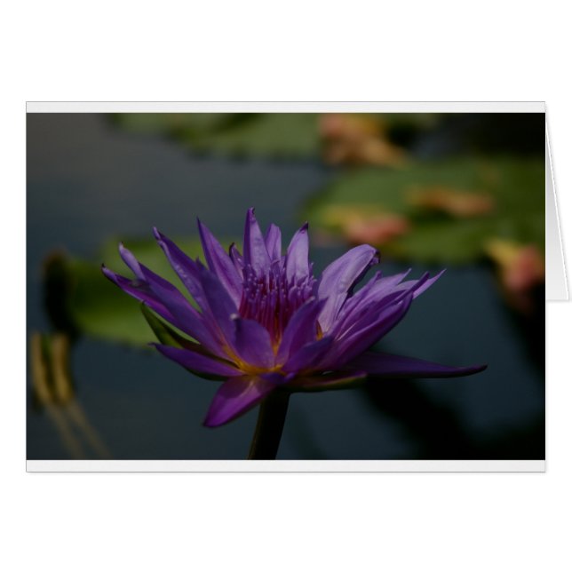 Paarse waterlily (Voorkant Horizontaal)