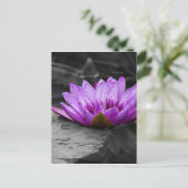 Paarse waterLily 002 Zwarte en Witte achtergrond Briefkaart (Staand voorkant)