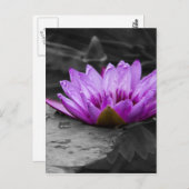 Paarse waterLily 002 Zwarte en Witte achtergrond Briefkaart (Voorkant / Achterkant)
