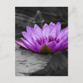 Paarse waterLily 002 Zwarte en Witte achtergrond Briefkaart (Voorkant)