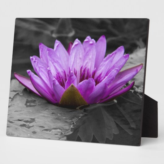 Paarse waterLily 002 Zwarte en Witte achtergrond Fotoplaat (Zijkant)