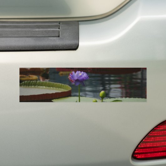 Paarse waterlily bumpersticker (Op auto)