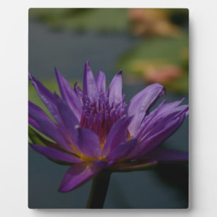 Paarse waterlily fotoplaat