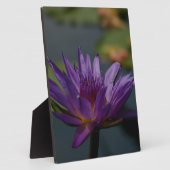 Paarse waterlily fotoplaat (Zijkant)