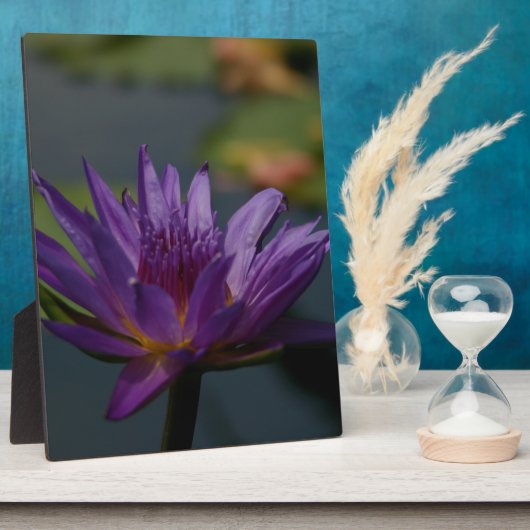 Paarse waterlily fotoplaat (Zijkant)