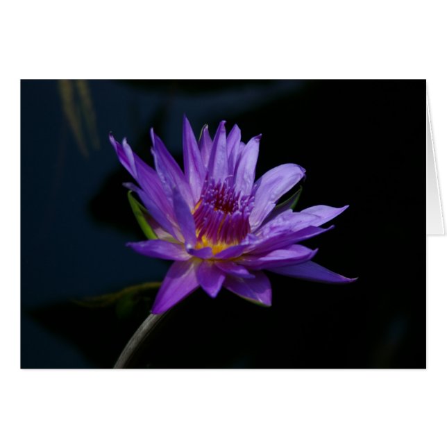 Paarse waterlily Lotus (Voorkant Horizontaal)