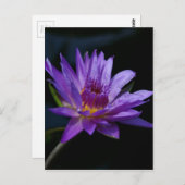 Paarse waterlily Lotus Briefkaart (Voorkant / Achterkant)