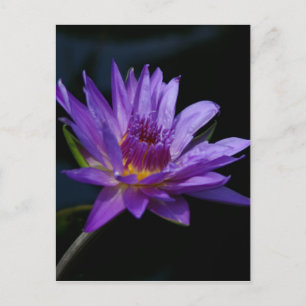 Paarse waterlily Lotus Briefkaart