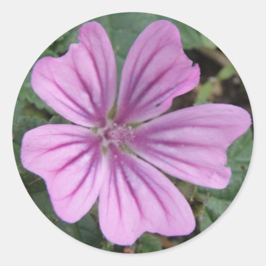 Paarse Wildbloem Sticker (Voorkant)