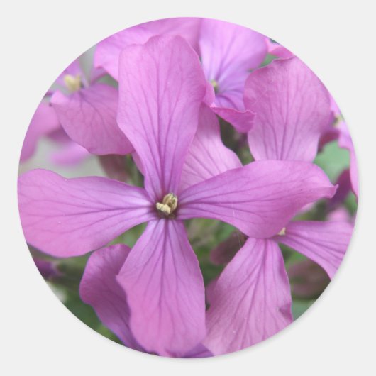 Paarse Wildbloemen Sticker (Voorkant)