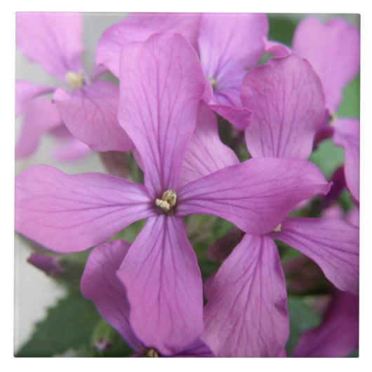 Paarse Wildbloemen Tile Tegeltje (Voorkant)