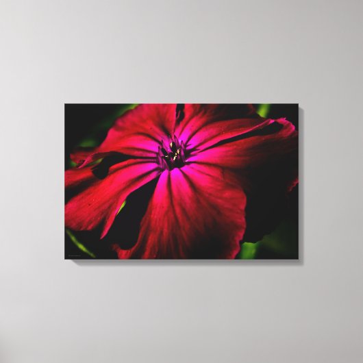 Paarse Wilde Bloem 24x16 (60x40cm) waccna Canvas Afdruk (Voorkant)