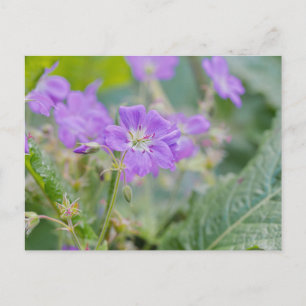 Paarse Wilde Bloem Foto Geranium Botanische Bloem Briefkaart