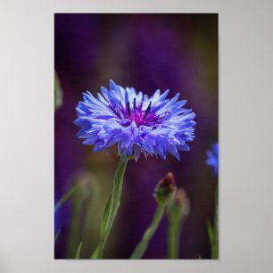 Paarse Wilde Bloem Foto - Macro Bloem Foto Poster