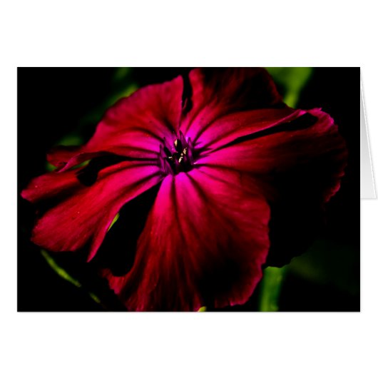 Paarse wilde bloem gccna (Voorkant Horizontaal)