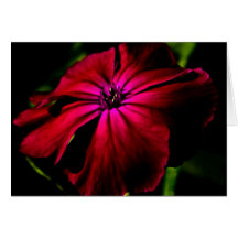 Paarse wilde bloem gccnm