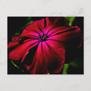 Paarse wilde bloem pccnm briefkaart
