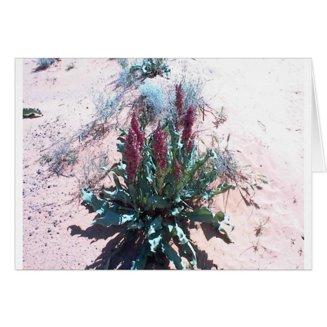 Paarse wilde bloemen (Voorkant Horizontaal)