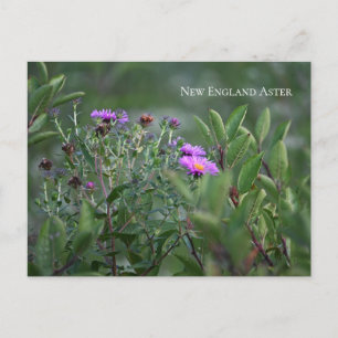 Paarse Wilde Bloemen Ansichtkaart Briefkaart