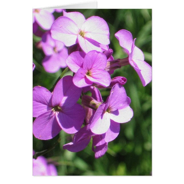 Paarse wilde bloemen blanco (Voorkant)