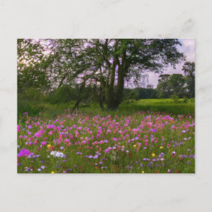 Paarse wilde bloemen in de schemering op het platt feestdagenkaart