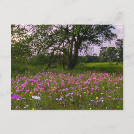 Paarse wilde bloemen in de schemering op het platt feestdagenkaart (Voorkant)