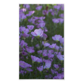 paarse wilde bloemen overal foto afdruk