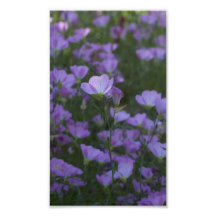 paarse wilde bloemen overal foto afdruk