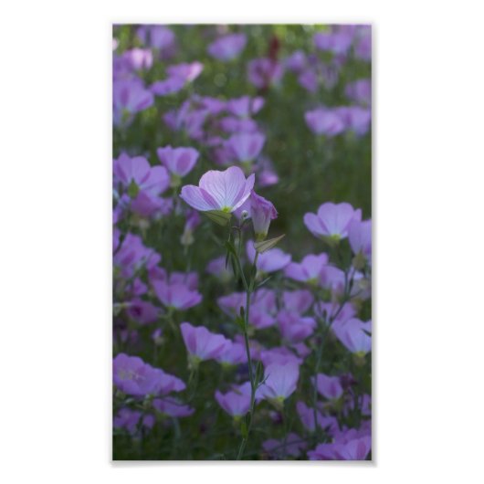 paarse wilde bloemen overal foto afdruk (Voorkant)