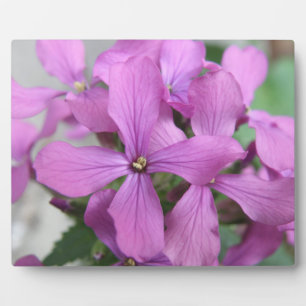 Paarse wilde bloemen Plaque Fotoplaat