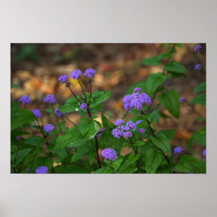 Paarse Wilde Bloemen Poster