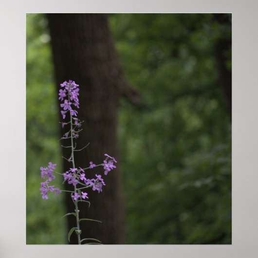 Paarse wilde bloemen poster (Voorkant)