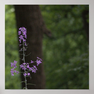 Paarse Wilde Bloemen Poster