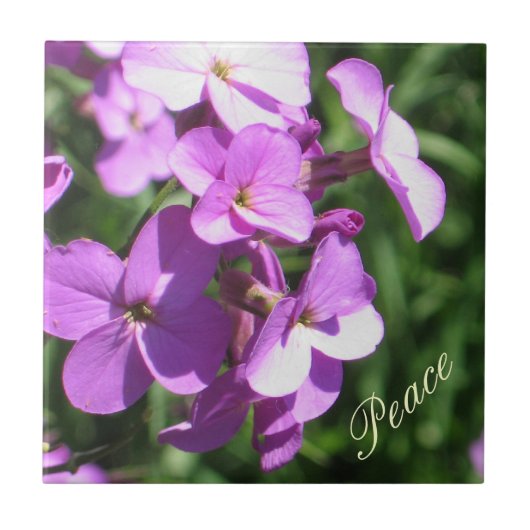 Paarse wilde bloemen - Vrede Tegeltje (Voorkant)